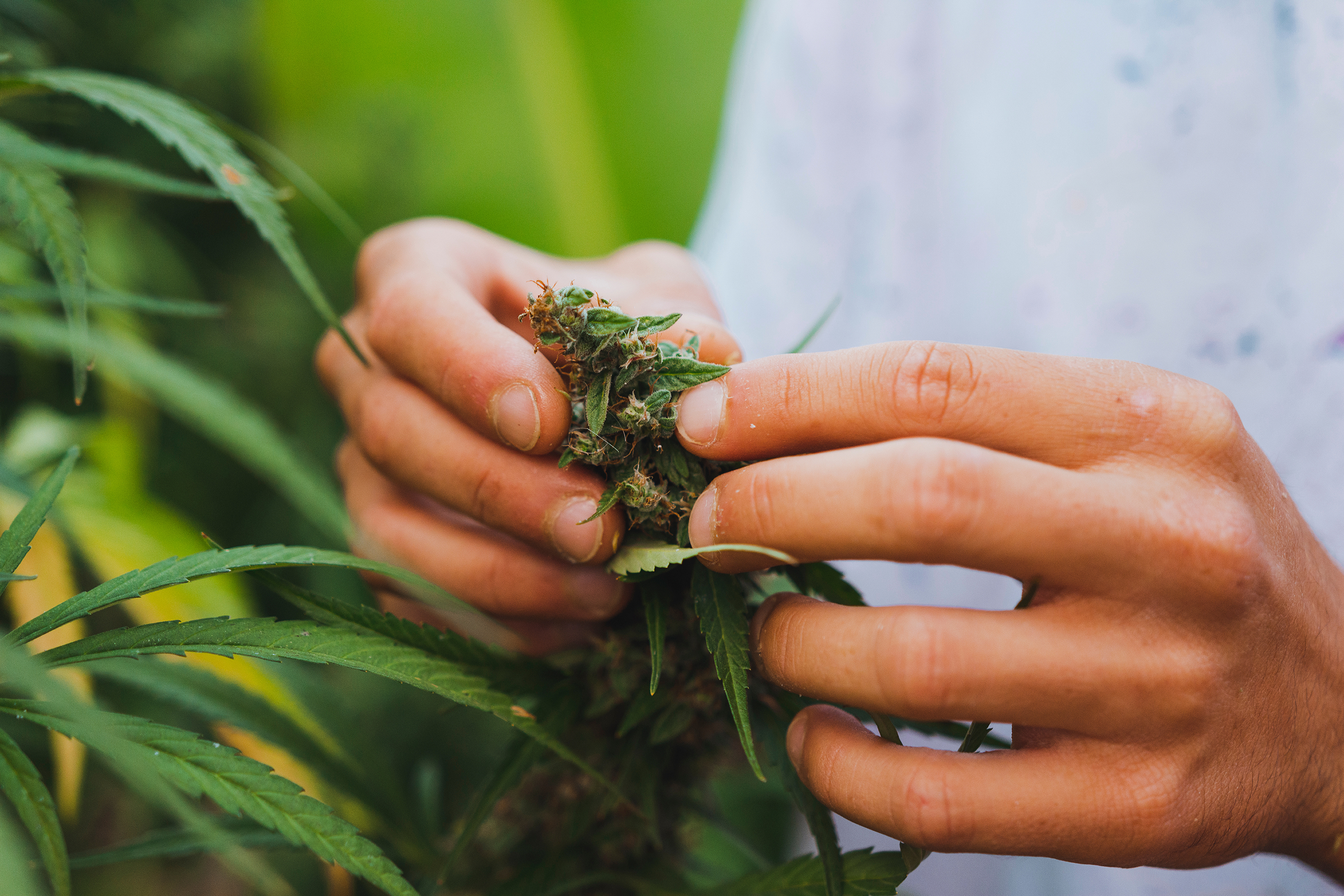 Picking the flower