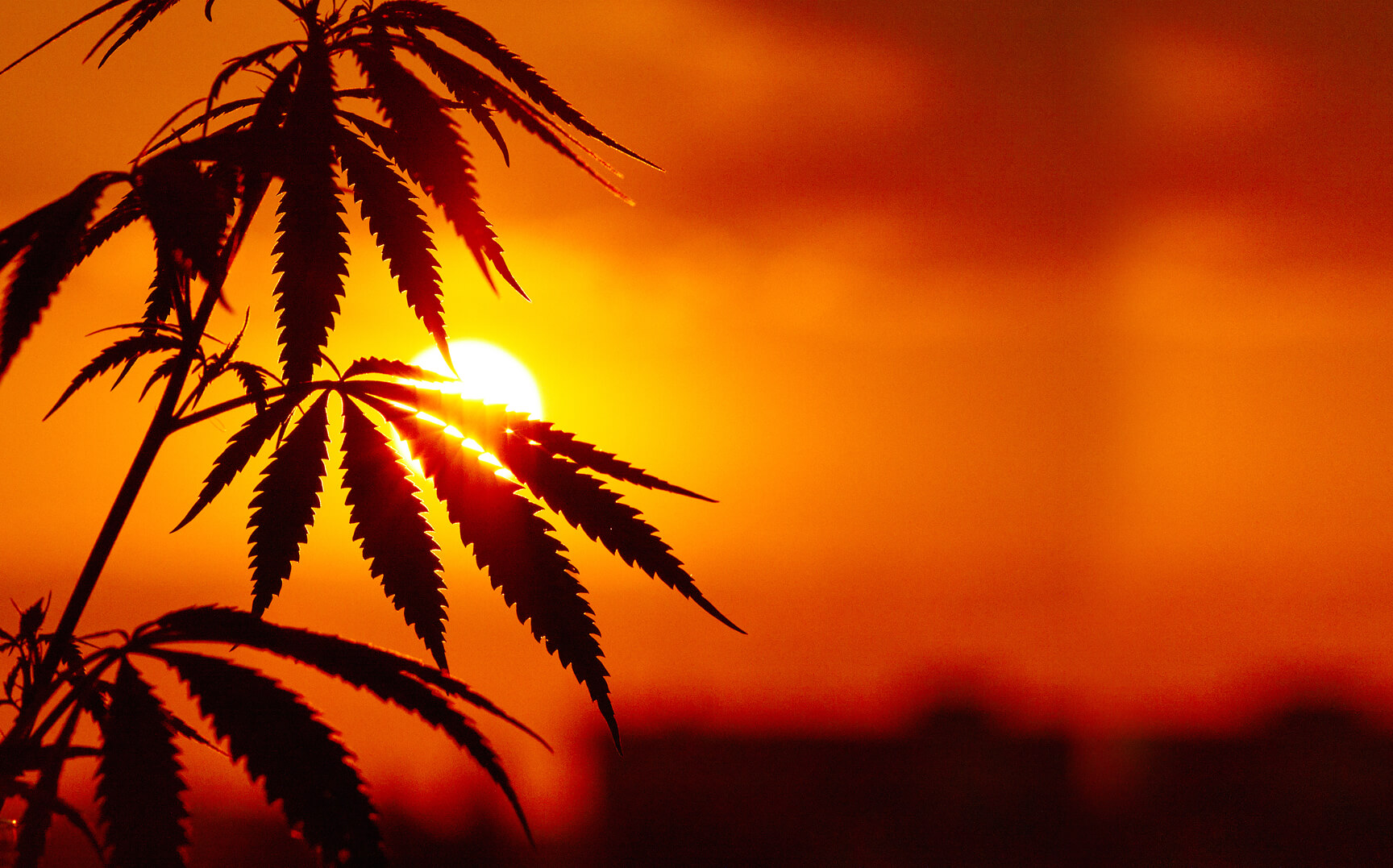 Plant during sunset