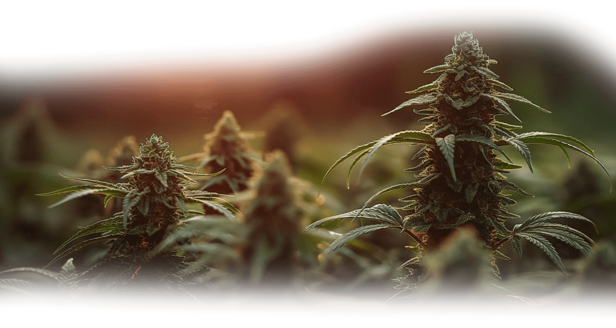 weed transparent